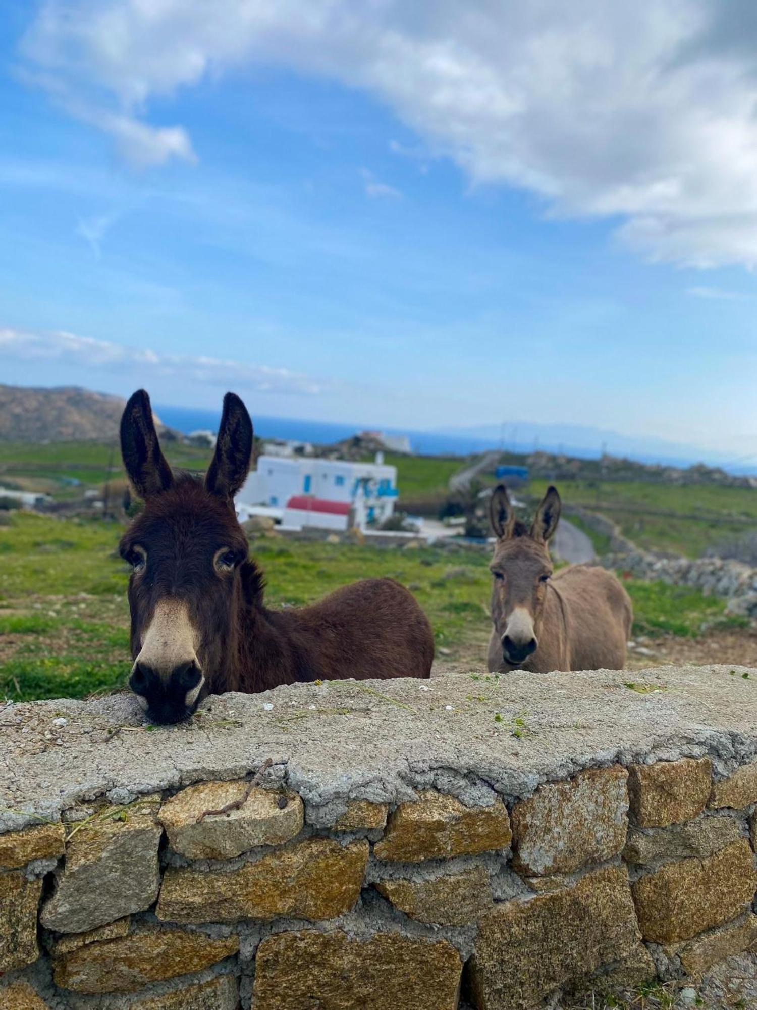 Naira Family Suites Mykonos Mykonos Town Eksteriør billede